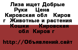 Лиза ищет Добрые Руки. › Цена ­ 0 - Кировская обл., Киров г. Животные и растения » Кошки   . Кировская обл.,Киров г.